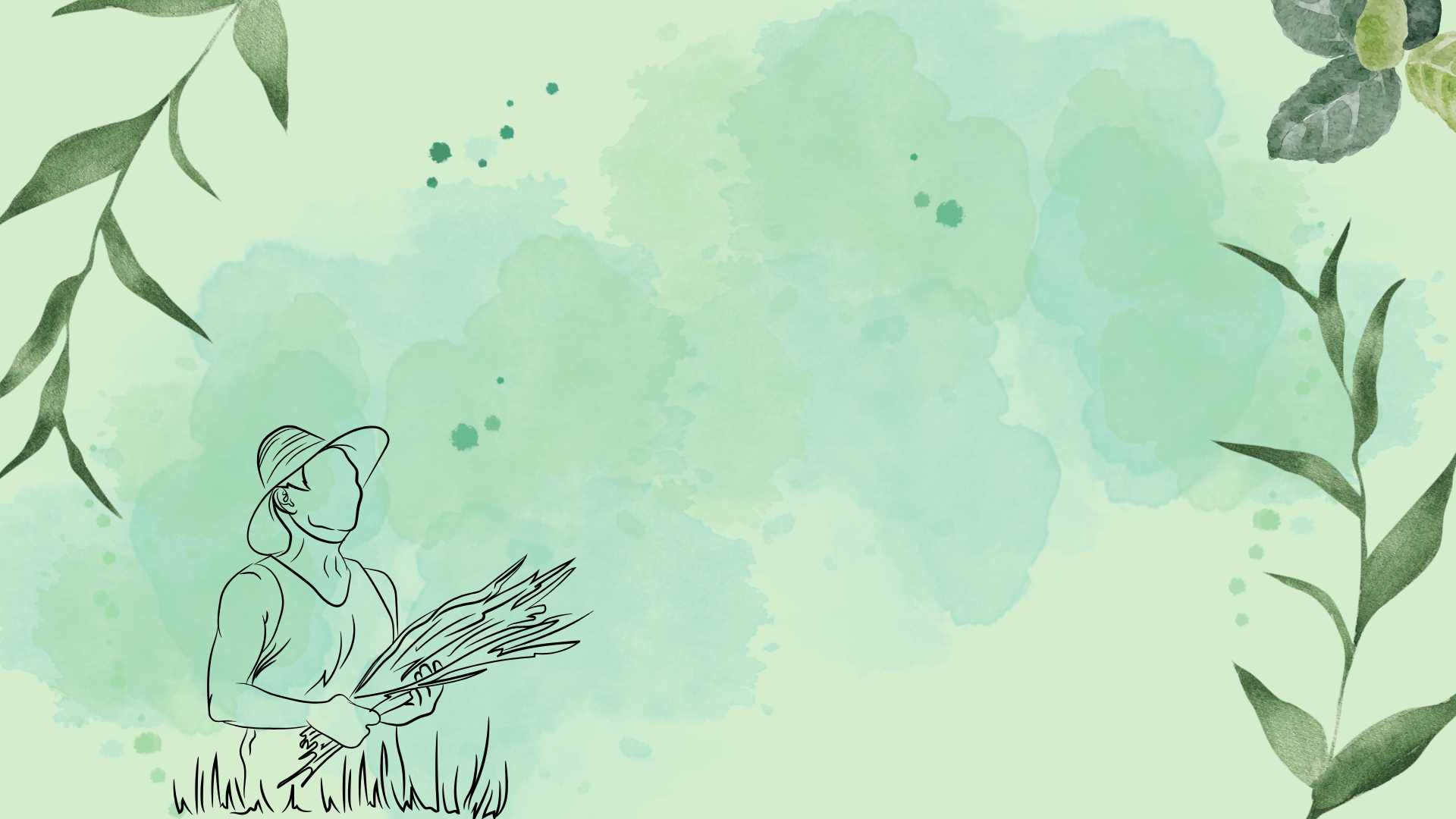 KBA Agrotech Premium Rice Varieties